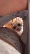 1793259083264-cat .mp4